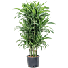 Dracaena fragrans 'Ulises'
