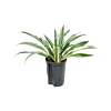 Dracaena deremensis 'White Stripe'