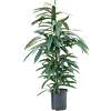 Ficus binnendijkii 'Amstel King'