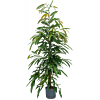 Ficus binnendijkii 'Amstel King'