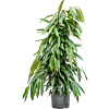 Ficus binnendijkii 'Amstel King'