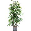 Ficus binnendijkii 'Amstel King'