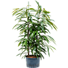 Ficus binnendijkii 'Amstel King'