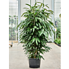 Ficus binnendijkii 'Amstel King'