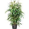 Ficus binnendijkii 'Amstel King'