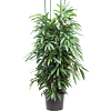 Ficus binnendijkii 'Amstel King'