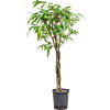 Ficus binnendijkii 'Amstel King'