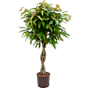 Ficus binnendijkii 'Amstel King'