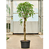 Ficus binnendijkii 'Amstel King'