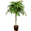 Ficus binnendijkii 'Amstel King'
