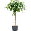 Ficus binnendijkii 'Amstel King'