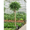 Ficus binnendijkii 'Amstel King'