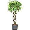 Ficus binnendijkii 'Amstel King'