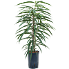 Ficus binnendijkii 'Alii'