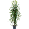 Ficus binnendijkii 'Alii'