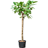 Ficus altissima