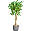 Ficus benghalensis 'Audrey'