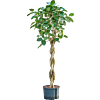 Ficus benghalensis 'Audrey'