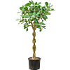 Ficus benghalensis 'Audrey'