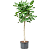 Ficus benghalensis 'Audrey'