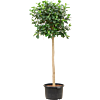 Ficus rubiginosa 'Australis'