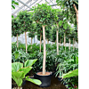 Ficus rubiginosa 'Australis'