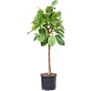 Ficus altissima 'Yellow Gem'