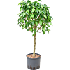 Ficus benjamina 'Columnar'