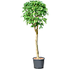Ficus benjamina 'Columnar'