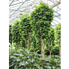 Ficus benjamina 'Columnar'