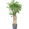 Ficus benjamina 'Exotica'