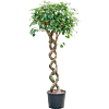 Ficus benjamina 'Exotica'