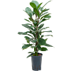 Ficus cyathistipula