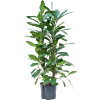 Ficus cyathistipula