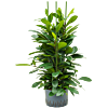 Ficus cyathistipula