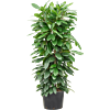 Ficus cyathistipula