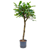 Ficus cyathistipula