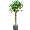 Ficus cyathistipula