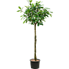 Ficus cyathistipula