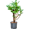 Ficus cyathistipula