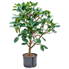 Ficus cyathistipula