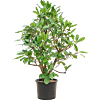 Ficus cyathistipula