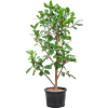 Ficus cyathistipula