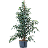 Ficus benjamina 'Danielle'