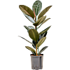 Ficus elastica 'Abidjan'