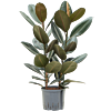 Ficus elastica 'Abidjan'