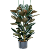 Ficus elastica 'Abidjan'