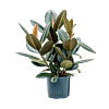Ficus elastica 'Abidjan'