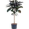 Ficus elastica 'Abidjan'