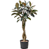 Ficus elastica 'Burgundy'